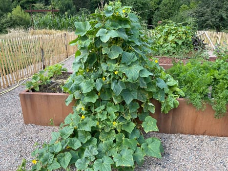 Raised bed is a vegetable or herb bed made of z. B. Wood which is easily accessible and can be ordered by people without having to bend down.