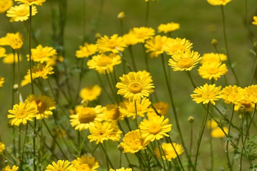 Faerberhound chamomile,Anthemis tinctoria,is an important medicinal plant with yellow flowers and is widely used in medicine. It is a perennial and one of the Faerber plants.