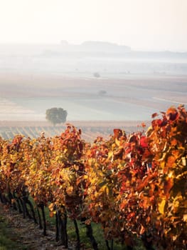 Autumn vineyard in Burgenland