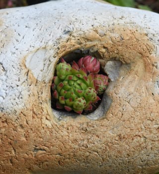 Houseleek,Sempervivum,tectorum,is a medicinal plant and an alpine flower with red flowers.