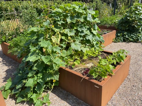 Raised bed is a vegetable or herb bed made of z. B. Wood which is easily accessible and can be ordered by people without having to bend down.