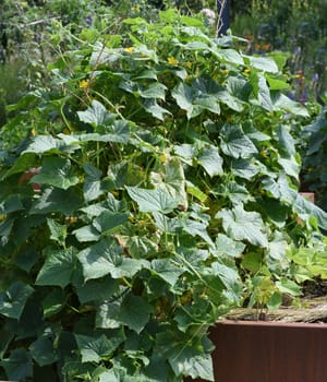 Raised bed is a vegetable or herb bed made of z. B. Wood which is easily accessible and can be ordered by people without having to bend down.