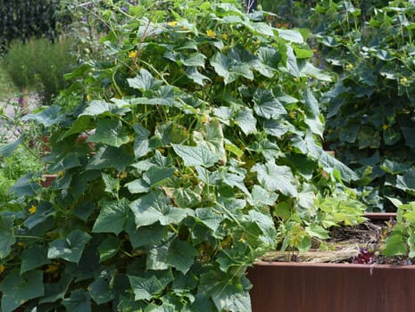 Raised bed is a vegetable or herb bed made of z. B. Wood which is easily accessible and can be ordered by people without having to bend down.