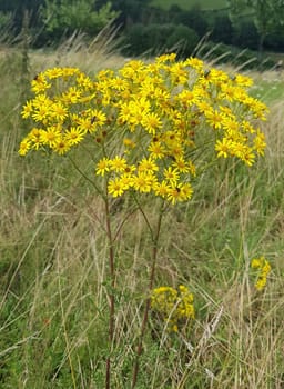 Jacobs ragwort,Senecio jacobeae,is a weed and a poisonous plant and very poisonous especially for grazing animals.