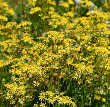 Jacobs ragwort,Senecio jacobeae,is a weed and a poisonous plant and very poisonous especially for grazing animals.