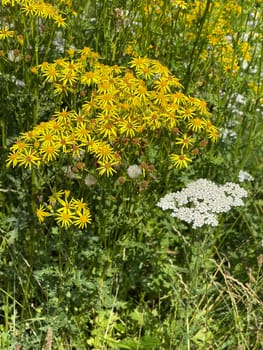 Jacobs ragwort,Senecio jacobeae,is a weed and a poisonous plant and very poisonous especially for grazing animals.