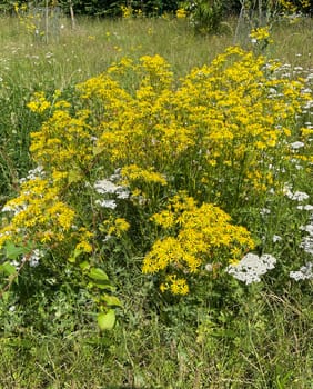 Jacobs ragwort,Senecio jacobeae,is a weed and a poisonous plant and very poisonous especially for grazing animals.