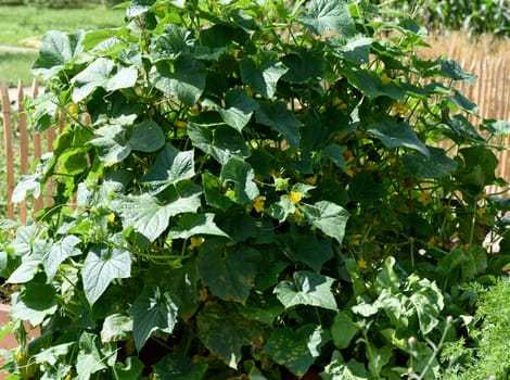 Raised bed is a vegetable or herb bed made of z. B. Wood which is easily accessible and can be ordered by people without having to bend down.