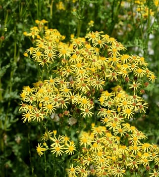 Jacobs ragwort,Senecio jacobeae,is a weed and a poisonous plant and very poisonous especially for grazing animals.