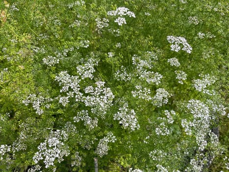 Coriander,Coriandrum sativum,is an important medicinal and herb plant.