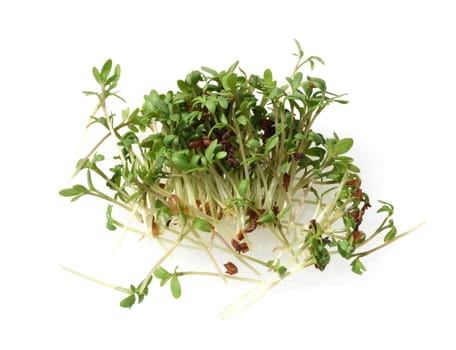 Cress,seedling,Lepidium sativum,is an important medicinal and medicinal plant.