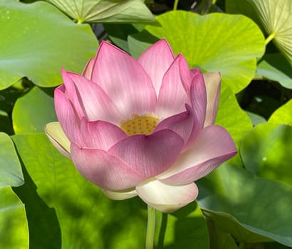 The lotus flower,Lotus nucifera,is a beautiful Indian water and medicinal plant