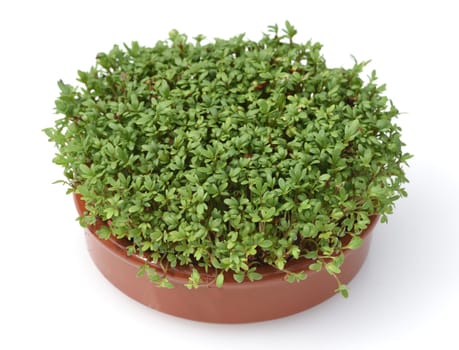 Cress,seedling,Lepidium sativum,is an important medicinal and medicinal plant.