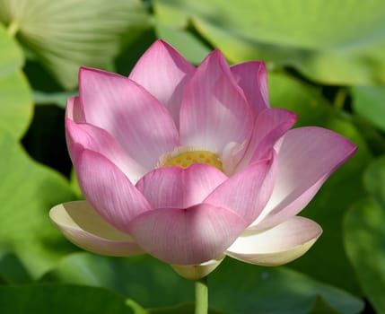 The lotus flower,Lotus nucifera,is a beautiful Indian water and medicinal plant