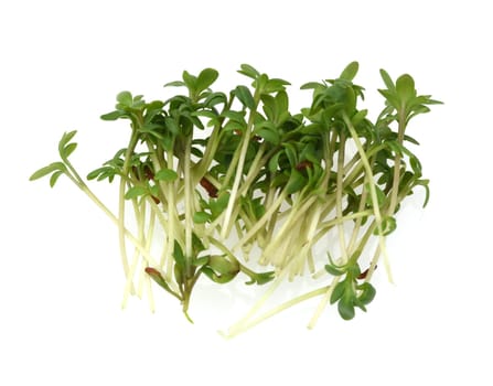 Cress,seedling,Lepidium sativum,is an important medicinal and medicinal plant.