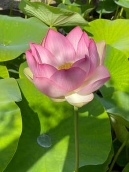 The lotus flower,Lotus nucifera,is a beautiful Indian water and medicinal plant