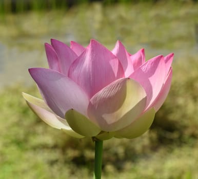 The lotus flower,Lotus nucifera,is a beautiful Indian water and medicinal plant