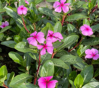 . Madagascar evergreen,Cathranthus roseus,is an important medicinal plant with pink or white flowers and is used in medicine.