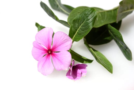 . Madagascar evergreen,Cathranthus roseus,is an important medicinal plant with pink or white flowers and is used in medicine.