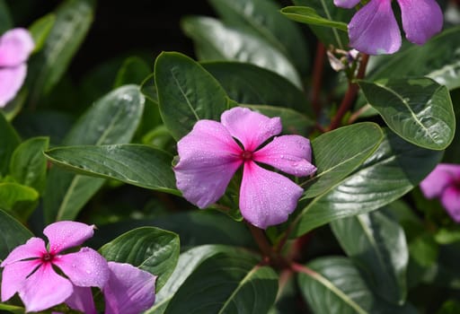 . Madagascar evergreen,Cathranthus roseus,is an important medicinal plant with pink or white flowers and is used in medicine.