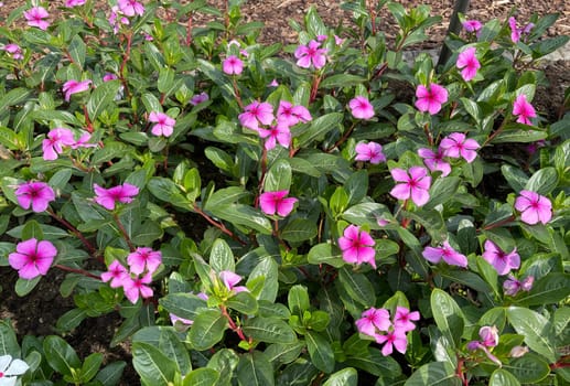 . Madagascar evergreen,Cathranthus roseus,is an important medicinal plant with pink or white flowers and is used in medicine.