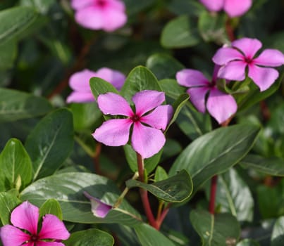 . Madagascar evergreen,Cathranthus roseus,is an important medicinal plant with pink or white flowers and is used in medicine.