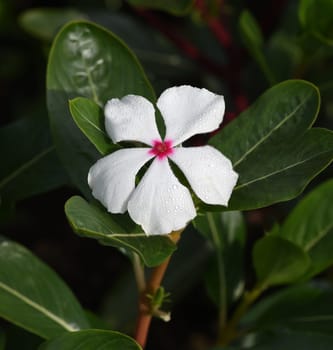 . Madagascar evergreen,Cathranthus roseus,is an important medicinal plant with pink or white flowers and is used in medicine.