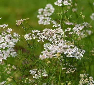 Coriander,Coriandrum sativum,is an important medicinal and herb plant.