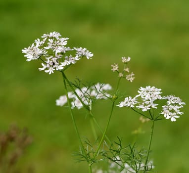 Coriander,Coriandrum sativum,is an important medicinal and herb plant.