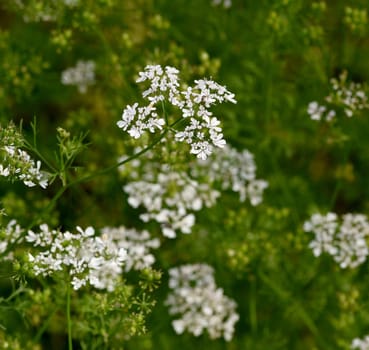 Coriander,Coriandrum sativum,is an important medicinal and herb plant.