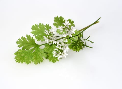 Coriander,Coriandrum sativum,is an important medicinal and herb plant.