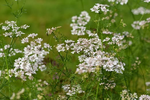 Coriander,Coriandrum sativum,is an important medicinal and herb plant.