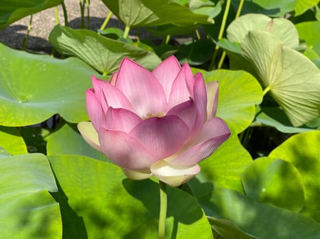 The lotus flower,Lotus nucifera,is a beautiful Indian water and medicinal plant