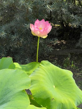 The lotus flower,Lotus nucifera,is a beautiful Indian water and medicinal plant