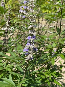 Vitex agnus is an important medicinal plant and is also used in medicine.
