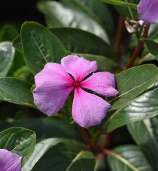 . Madagascar evergreen,Cathranthus roseus,is an important medicinal plant with pink or white flowers and is used in medicine.