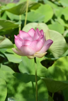 The lotus flower,Lotus nucifera,is a beautiful Indian water and medicinal plant