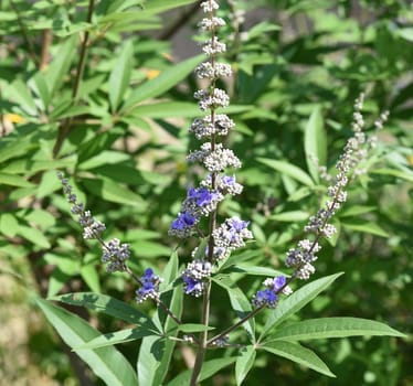 Vitex agnus is an important medicinal plant and is also used in medicine.