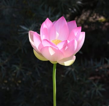 The lotus flower,Lotus nucifera,is a beautiful Indian water and medicinal plant