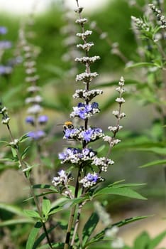 Vitex agnus is an important medicinal plant and is also used in medicine.