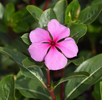 . Madagascar evergreen,Cathranthus roseus,is an important medicinal plant with pink or white flowers and is used in medicine.