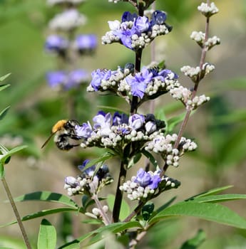 Vitex agnus is an important medicinal plant and is also used in medicine.