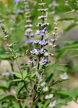 Vitex agnus is an important medicinal plant and is also used in medicine.