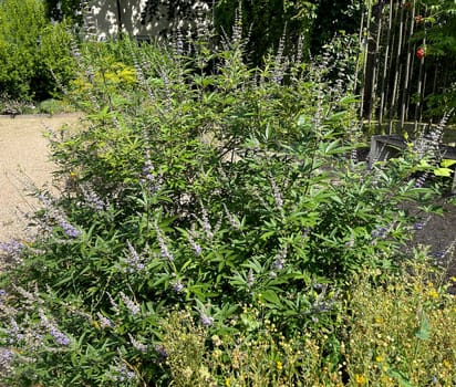 Vitex agnus is an important medicinal plant and is also used in medicine.