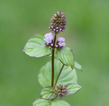 Peppermint,Mentha piperita,is one of the most important medicinal plants and herbs in cooking and medicinal medicine.