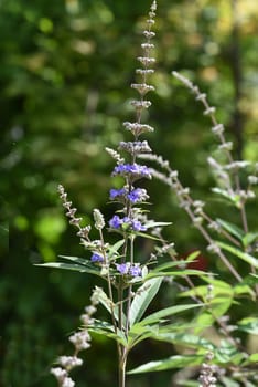 Vitex agnus is an important medicinal plant and is also used in medicine.