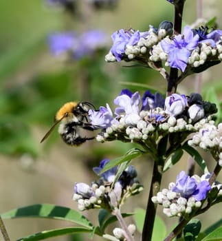 Vitex agnus is an important medicinal plant and is also used in medicine.