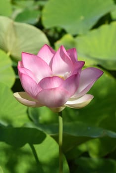 The lotus flower,Lotus nucifera,is a beautiful Indian water and medicinal plant