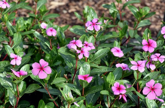 . Madagascar evergreen,Cathranthus roseus,is an important medicinal plant with pink or white flowers and is used in medicine.