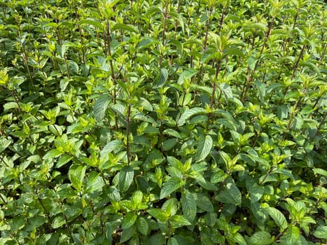 Peppermint,Mentha piperita,is one of the most important medicinal plants and herbs in cooking and medicinal medicine.